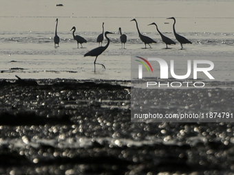 A flock of flamingos is seen near a sea beach in Mumbai, India, on December 16, 2024. (