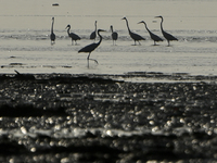 A flock of flamingos is seen near a sea beach in Mumbai, India, on December 16, 2024. (