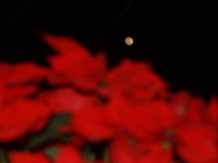 The moon, known as the Cold Moon, is seen through the flowers of Christmas Eve, a name that comes from the traditions of Native American peo...