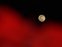 The moon, known as the Cold Moon, is seen through the flowers of Christmas Eve, a name that comes from the traditions of Native American peo...