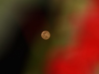 The moon, known as the Cold Moon, is seen through the flowers of Christmas Eve, a name that comes from the traditions of Native American peo...