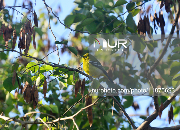 A Common Iora Bird sits on a tree branch in Siliguri, India, on December 17, 2024. 