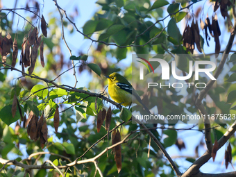 A Common Iora Bird sits on a tree branch in Siliguri, India, on December 17, 2024. (