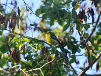 A Common Iora Bird sits on a tree branch in Siliguri, India, on December 17, 2024. (