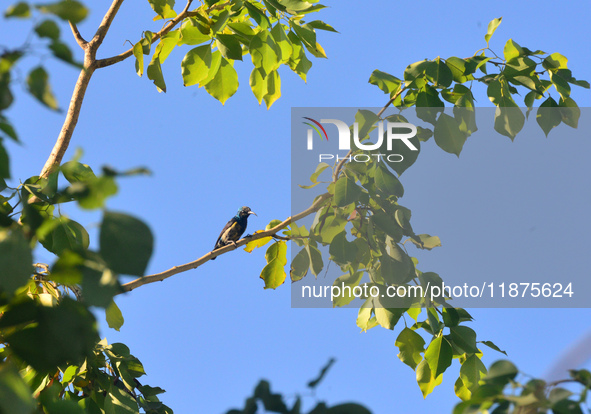 A Purple Sunbird sits on a tree branch in Siliguri, India, on December 17, 2024. 