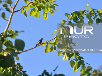 A Purple Sunbird sits on a tree branch in Siliguri, India, on December 17, 2024. (