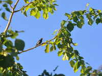 A Purple Sunbird sits on a tree branch in Siliguri, India, on December 17, 2024. (