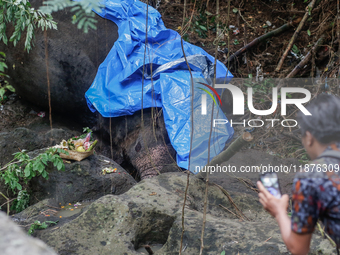 Officials observe the carcass of a 45-year-old female Sumatran elephant named Molly, found dead at a riverbank after being carried away by a...