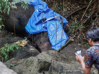 Officials observe the carcass of a 45-year-old female Sumatran elephant named Molly, found dead at a riverbank after being carried away by a...