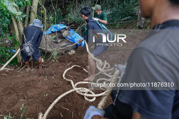 Workers and officials remove the carcass of a 45-year-old female Sumatran elephant named Molly, found dead at a riverbank after being carrie...