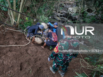 Workers and officials remove the carcass of a 45-year-old female Sumatran elephant named Molly, found dead at a riverbank after being carrie...