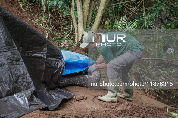 Workers and officials remove the carcass of a 45-year-old female Sumatran elephant named Molly, found dead at a riverbank after being carrie...