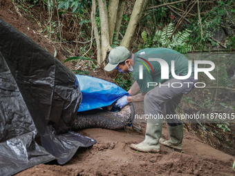 Workers and officials remove the carcass of a 45-year-old female Sumatran elephant named Molly, found dead at a riverbank after being carrie...