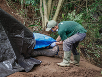 Workers and officials remove the carcass of a 45-year-old female Sumatran elephant named Molly, found dead at a riverbank after being carrie...