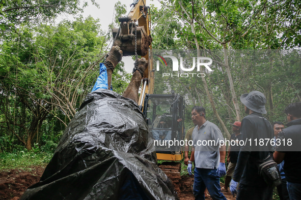 Workers and officials remove the carcass of a 45-year-old female Sumatran elephant named Molly, found dead at a riverbank after being carrie...