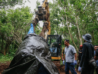 Workers and officials remove the carcass of a 45-year-old female Sumatran elephant named Molly, found dead at a riverbank after being carrie...