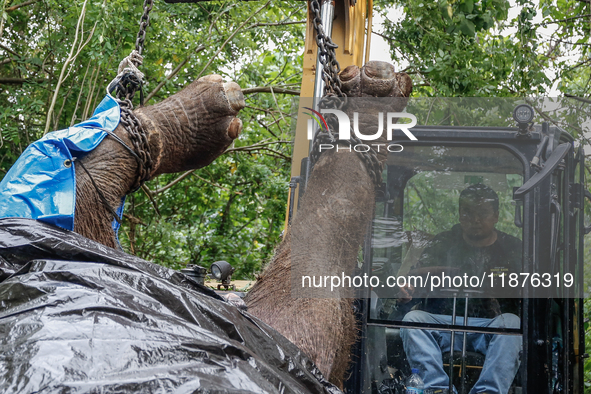 Workers and officials remove the carcass of a 45-year-old female Sumatran elephant named Molly, found dead at a riverbank after being carrie...