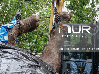 Workers and officials remove the carcass of a 45-year-old female Sumatran elephant named Molly, found dead at a riverbank after being carrie...