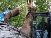 Workers and officials remove the carcass of a 45-year-old female Sumatran elephant named Molly, found dead at a riverbank after being carrie...