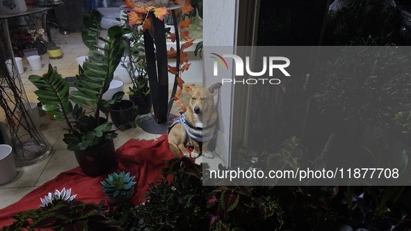 A small dog sits in the decorated window display of a florist shop in Athens, Greece, on December 16, 2024, just before Christmas. 