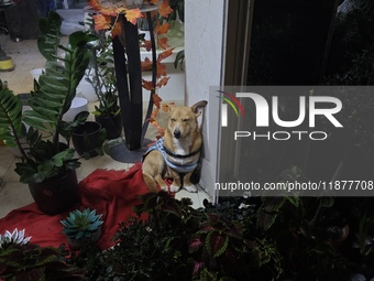 A small dog sits in the decorated window display of a florist shop in Athens, Greece, on December 16, 2024, just before Christmas. (