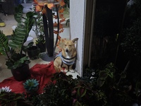 A small dog sits in the decorated window display of a florist shop in Athens, Greece, on December 16, 2024, just before Christmas. (