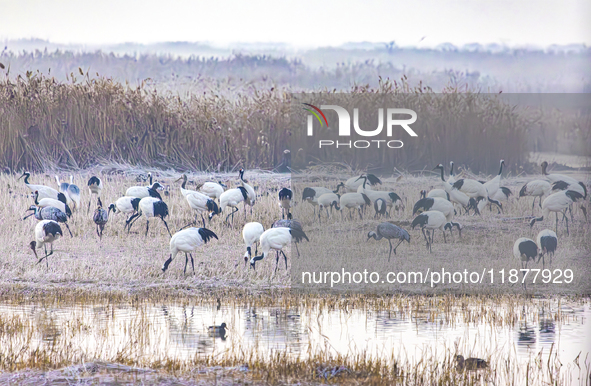 Red-crowned cranes spend the winter in the Wetland Rare Birds National Nature Reserve in Yancheng, China, on December 17, 2024. 