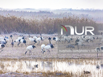 Red-crowned cranes spend the winter in the Wetland Rare Birds National Nature Reserve in Yancheng, China, on December 17, 2024. (