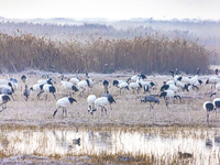 Red-crowned cranes spend the winter in the Wetland Rare Birds National Nature Reserve in Yancheng, China, on December 17, 2024. (