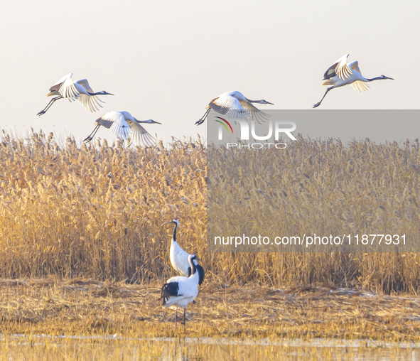 Red-crowned cranes spend the winter in the Wetland Rare Birds National Nature Reserve in Yancheng, China, on December 17, 2024. 