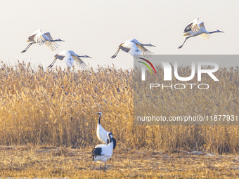 Red-crowned cranes spend the winter in the Wetland Rare Birds National Nature Reserve in Yancheng, China, on December 17, 2024. (