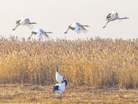 Red-crowned cranes spend the winter in the Wetland Rare Birds National Nature Reserve in Yancheng, China, on December 17, 2024. (