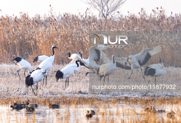 Red-crowned cranes spend the winter in the Wetland Rare Birds National Nature Reserve in Yancheng, China, on December 17, 2024. 