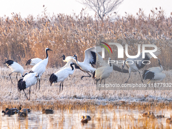 Red-crowned cranes spend the winter in the Wetland Rare Birds National Nature Reserve in Yancheng, China, on December 17, 2024. (