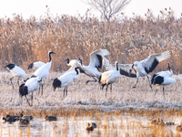 Red-crowned cranes spend the winter in the Wetland Rare Birds National Nature Reserve in Yancheng, China, on December 17, 2024. (