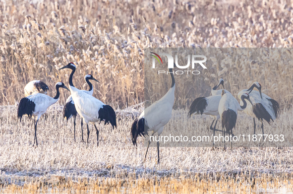 Red-crowned cranes spend the winter in the Wetland Rare Birds National Nature Reserve in Yancheng, China, on December 17, 2024. 