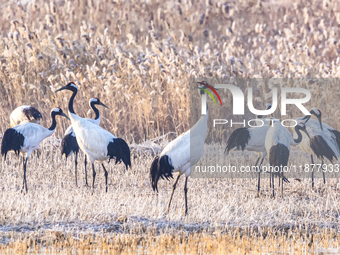 Red-crowned cranes spend the winter in the Wetland Rare Birds National Nature Reserve in Yancheng, China, on December 17, 2024. (