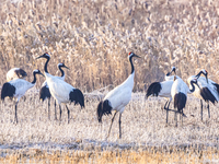 Red-crowned cranes spend the winter in the Wetland Rare Birds National Nature Reserve in Yancheng, China, on December 17, 2024. (