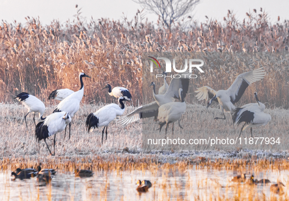 Red-crowned cranes spend the winter in the Wetland Rare Birds National Nature Reserve in Yancheng, China, on December 17, 2024. 