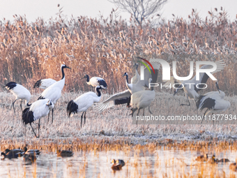 Red-crowned cranes spend the winter in the Wetland Rare Birds National Nature Reserve in Yancheng, China, on December 17, 2024. (