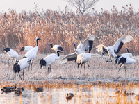 Red-crowned cranes spend the winter in the Wetland Rare Birds National Nature Reserve in Yancheng, China, on December 17, 2024. (