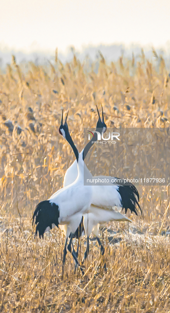 Red-crowned cranes spend the winter in the Wetland Rare Birds National Nature Reserve in Yancheng, China, on December 17, 2024. 