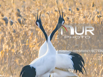 Red-crowned cranes spend the winter in the Wetland Rare Birds National Nature Reserve in Yancheng, China, on December 17, 2024. (