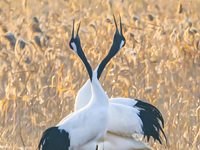 Red-crowned cranes spend the winter in the Wetland Rare Birds National Nature Reserve in Yancheng, China, on December 17, 2024. (