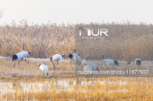 Red-crowned cranes spend the winter in the Wetland Rare Birds National Nature Reserve in Yancheng, China, on December 17, 2024. 