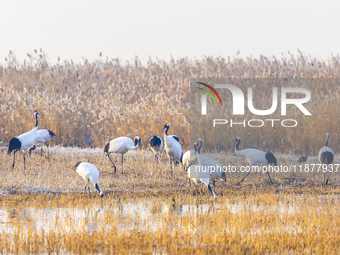 Red-crowned cranes spend the winter in the Wetland Rare Birds National Nature Reserve in Yancheng, China, on December 17, 2024. (