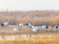 Red-crowned cranes spend the winter in the Wetland Rare Birds National Nature Reserve in Yancheng, China, on December 17, 2024. (