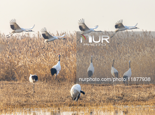 Red-crowned cranes spend the winter in the Wetland Rare Birds National Nature Reserve in Yancheng, China, on December 17, 2024. 