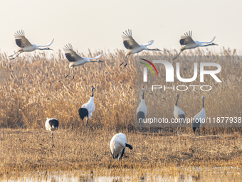 Red-crowned cranes spend the winter in the Wetland Rare Birds National Nature Reserve in Yancheng, China, on December 17, 2024. (