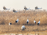 Red-crowned cranes spend the winter in the Wetland Rare Birds National Nature Reserve in Yancheng, China, on December 17, 2024. (